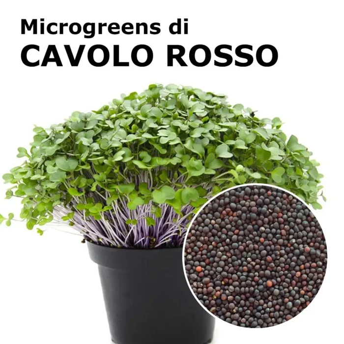 Semi per microgreens – Cavolo rosso Marte Sconti