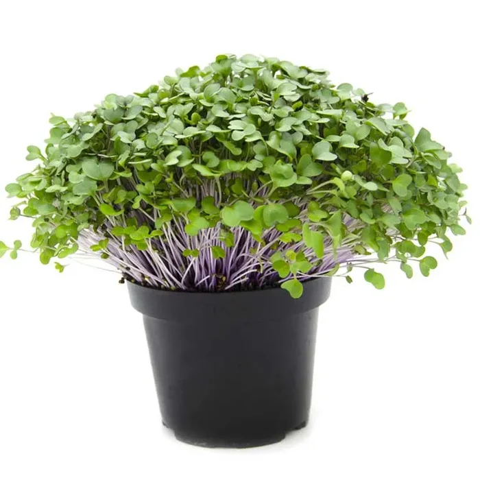 Semi per microgreens – Cavolo rosso Marte Sconti - immagine 2