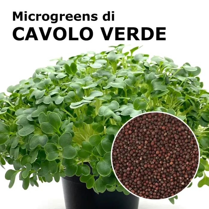 Semi per microgreens – Cavolo Verde Osiride Online ora