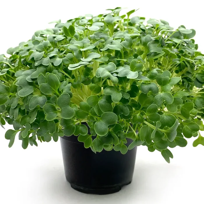 Semi per microgreens – Cavolo Verde Osiride Online ora - immagine 2