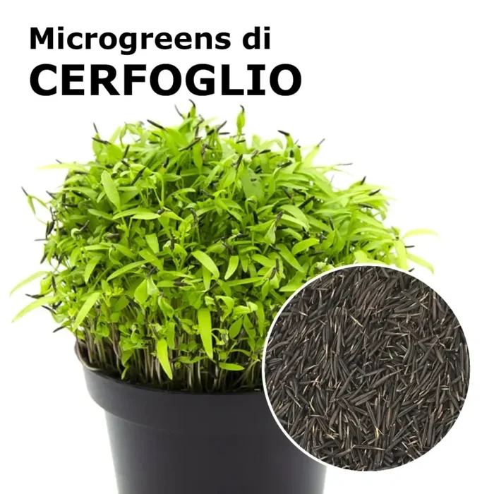 Semi per microgreens – Cerfoglio Unicorn Saldi
