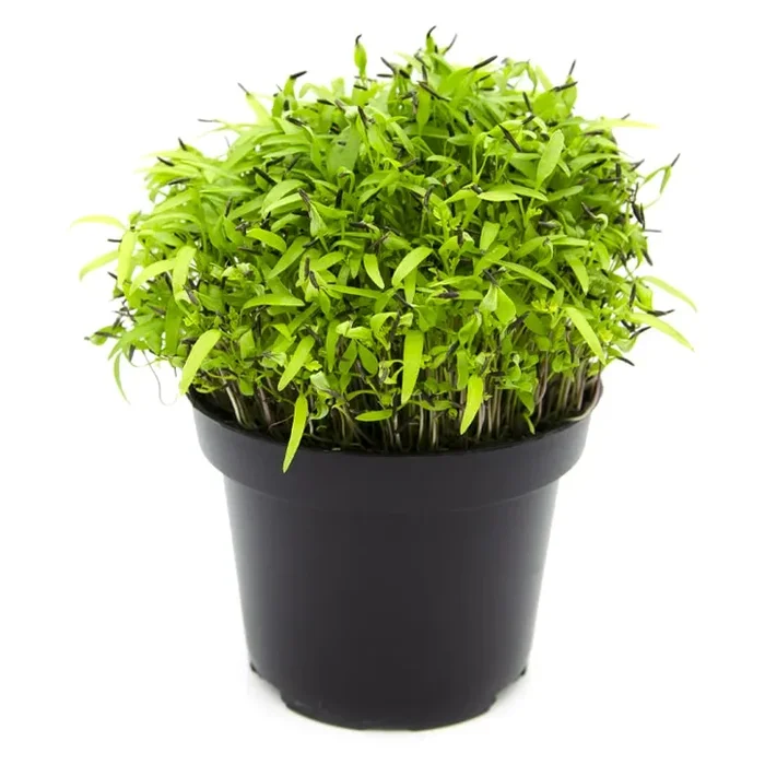 Semi per microgreens – Cerfoglio Unicorn Saldi - immagine 2