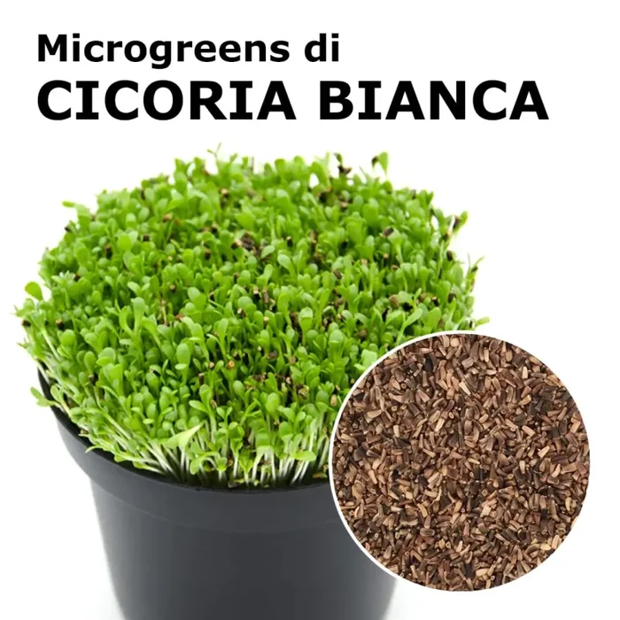 Semi per microgreens – Cicoria a stelo bianco Luke