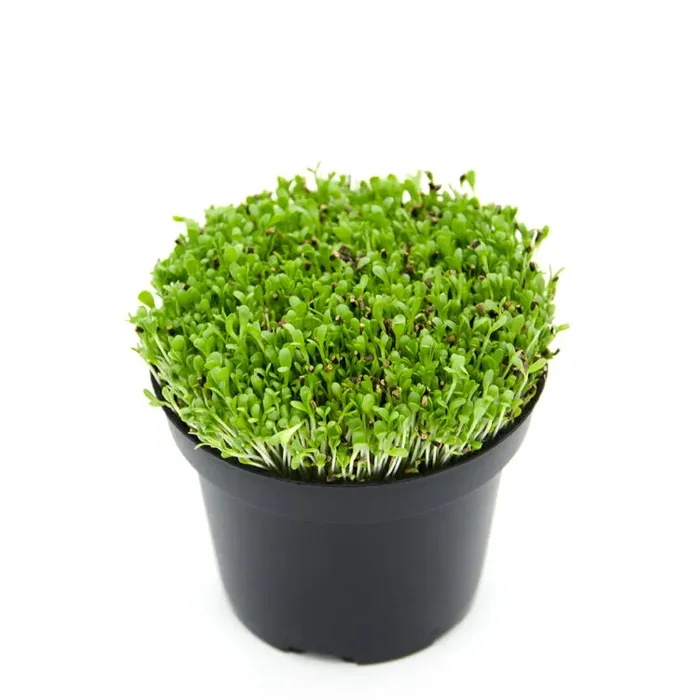 Semi per microgreens – Cicoria a stelo bianco Luke - immagine 2