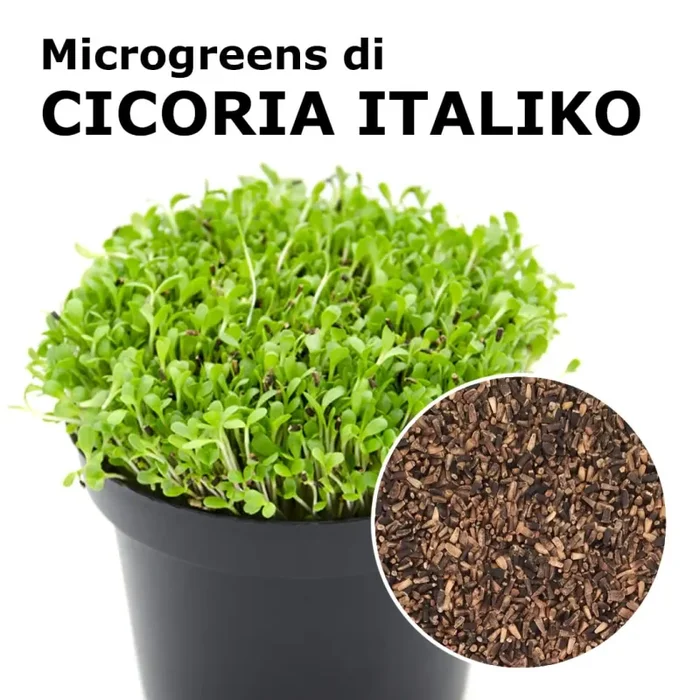 Semi per microgreens – Cicoria italiko Leila