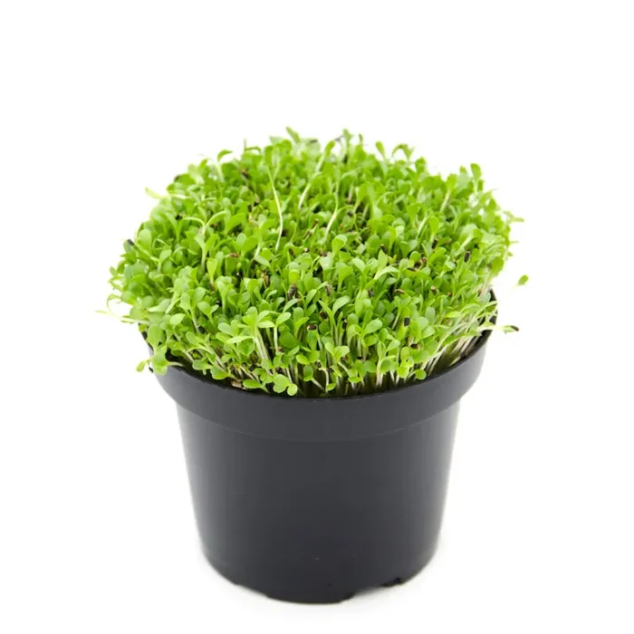 Semi per microgreens – Cicoria italiko Leila - immagine 2
