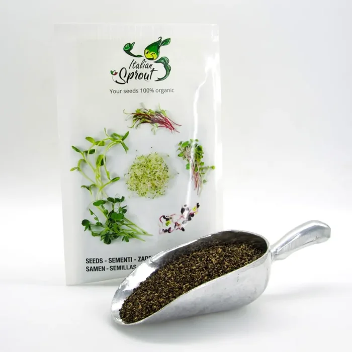 Semi per microgreens – Cicoria italiko Leila - immagine 3