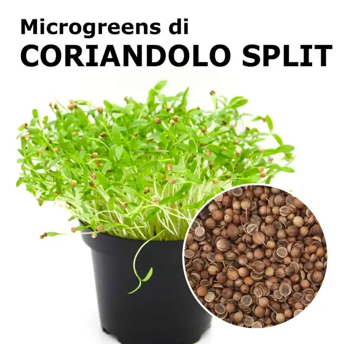 Semi per microgreens – Coriandolo Split Giano