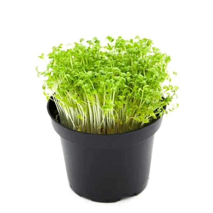 Semi per microgreens – Crescione Romagna Sconti - immagine 2