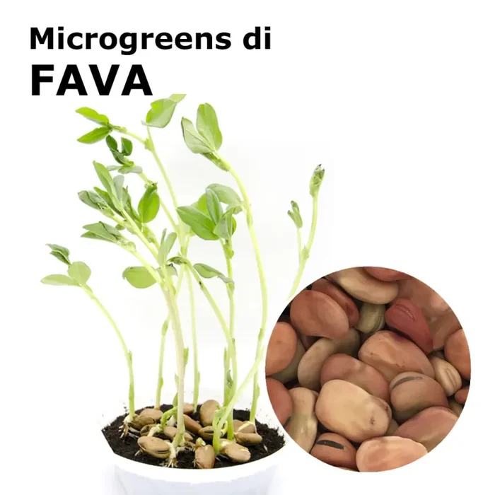 Semi per microgreens – Fava Giunone