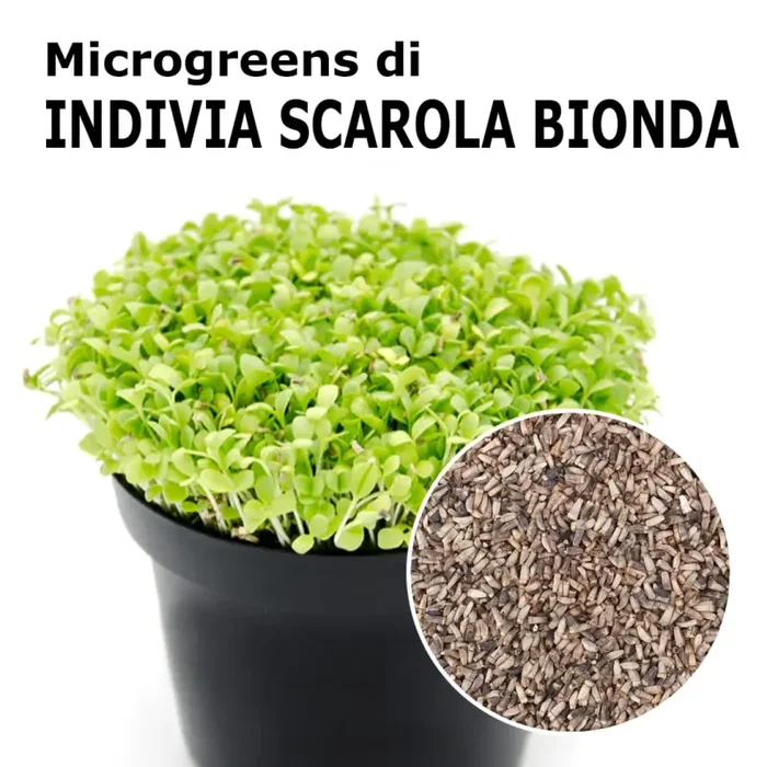 Semi per microgreens – Indivia scarola bionda Cupido
