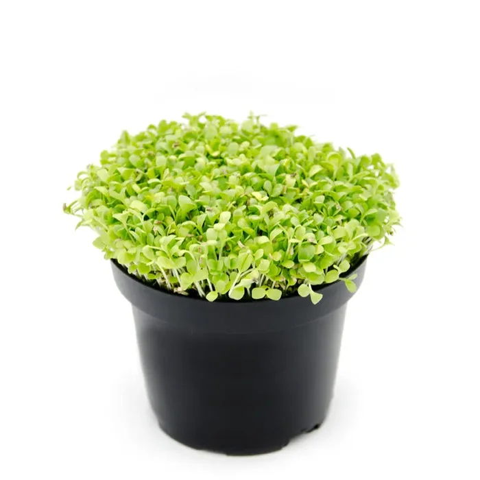 Semi per microgreens – Indivia scarola bionda Cupido - immagine 2