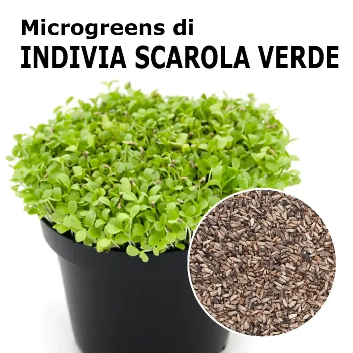Semi per microgreens – Indivia scarola verde a cuore pieno