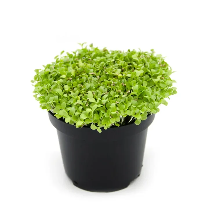 Semi per microgreens – Indivia scarola verde a cuore pieno - immagine 2