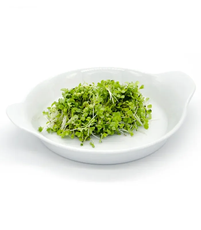 Semi per microgreens – Indivia scarola verde a cuore pieno - immagine 3