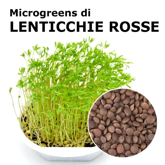 Semi per microgreens – Lenticchie rosse Maranello Vendita calda online