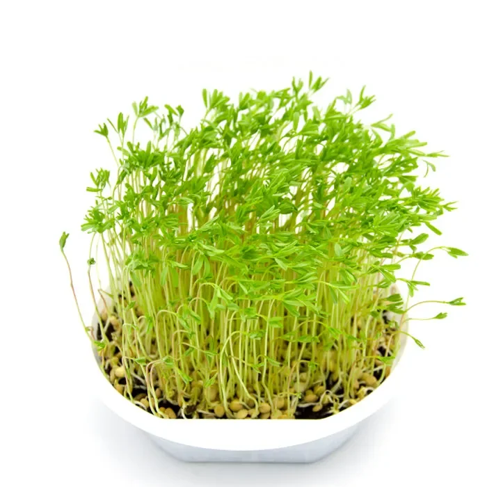 Semi per microgreens – Lenticchie rosse Maranello Vendita calda online - immagine 2