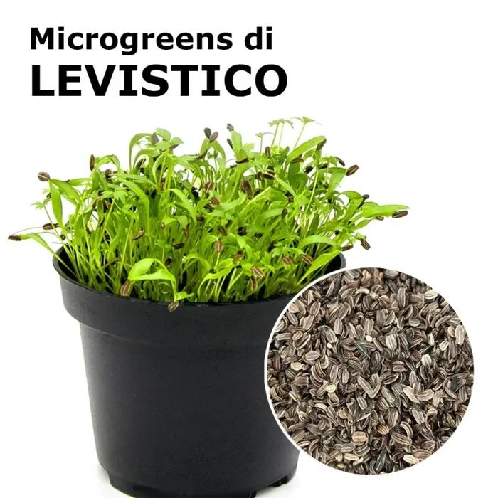Semi per microgreens – Levistico Alpi