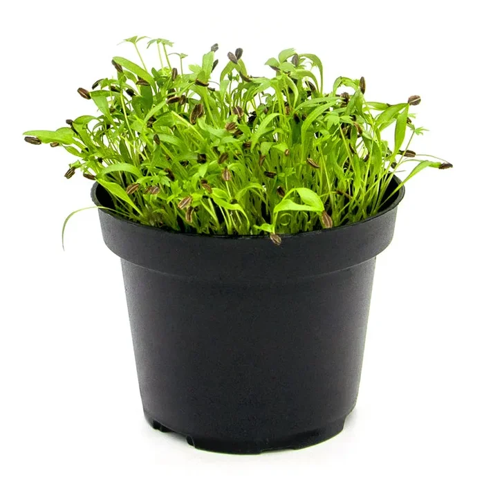Semi per microgreens – Levistico Alpi - immagine 2