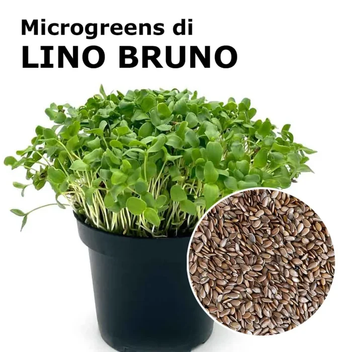 Semi per microgreens – Lino bruno Kabir Saldi