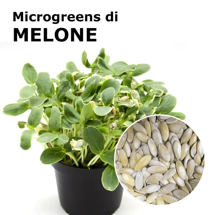 Semi per microgreens – Melone Cantalupo Coco