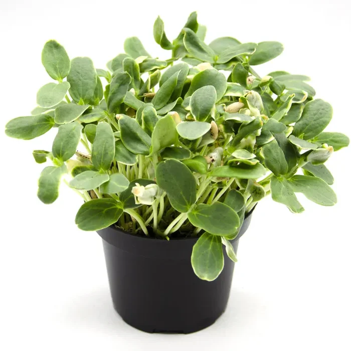 Semi per microgreens – Melone Cantalupo Coco - immagine 2