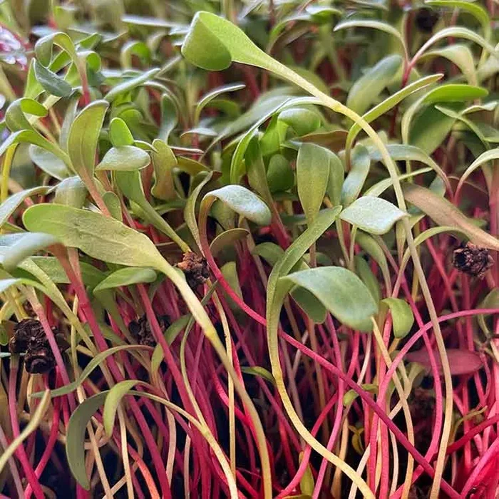 Semi per microgreens – Mix di biete Kandinskij