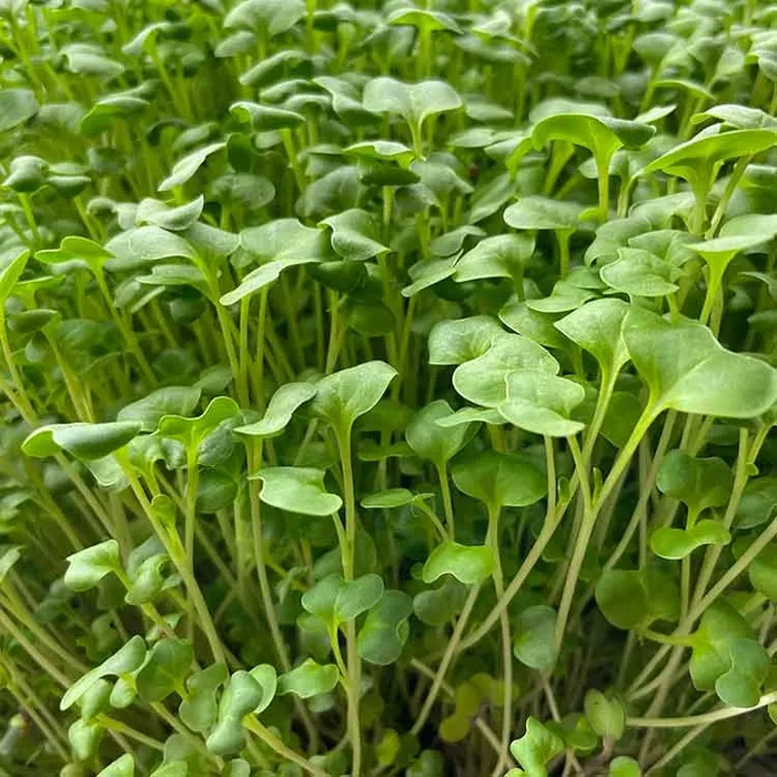 Semi per microgreens – Mix di cavoli Malawi