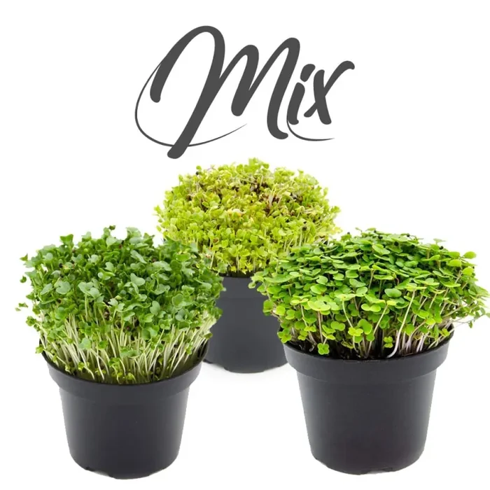 Semi per microgreens – Mix di cavoli Malawi - immagine 3