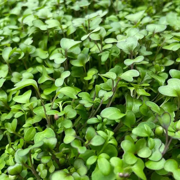 Semi per microgreens – Mix speziato Becky’s