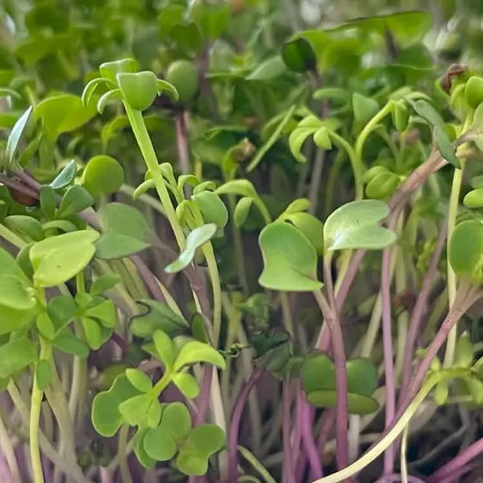 Semi per microgreens – Mix speziato Becky’s - immagine 2