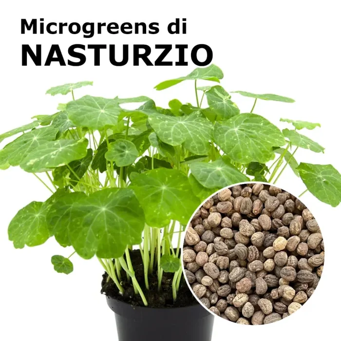 Semi per microgreens – Nasturzio Woodland Sconti
