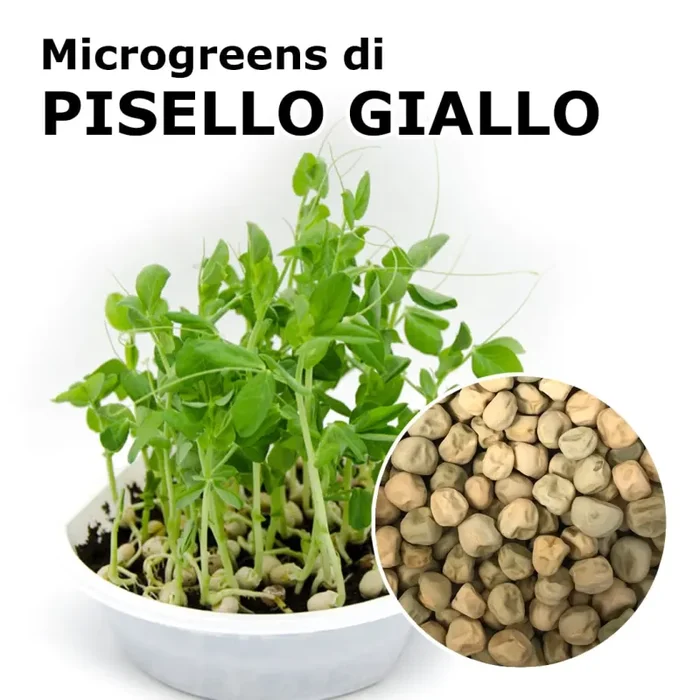 Semi per microgreens – Pisello giallo Hazel