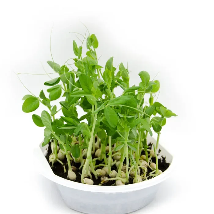 Semi per microgreens – Pisello giallo Hazel - immagine 2