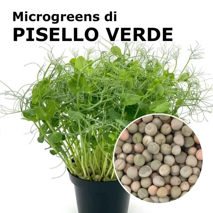 Semi per microgreens – Pisello verde Viridios
