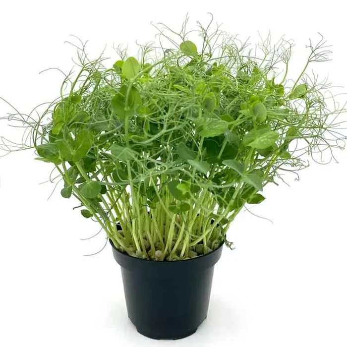 Semi per microgreens – Pisello verde Viridios - immagine 2
