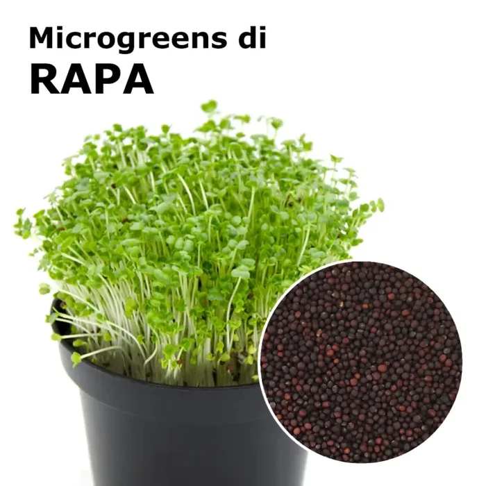 Semi per microgreens – Rapa Marshmallow