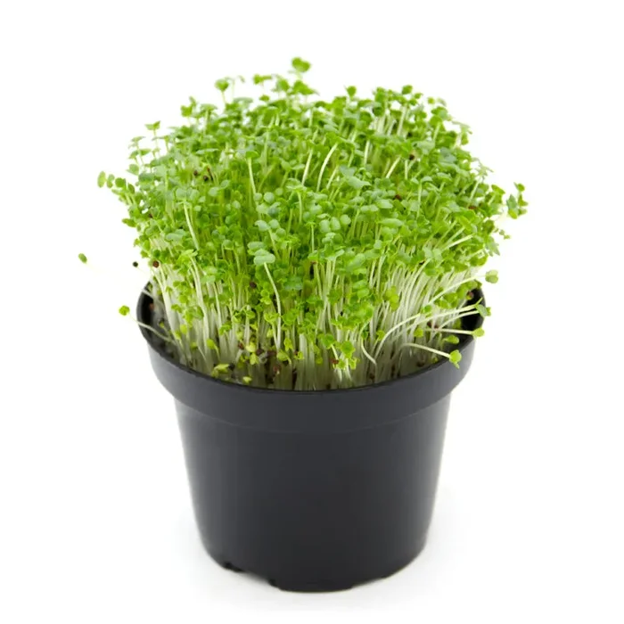 Semi per microgreens – Rapa Marshmallow - immagine 2