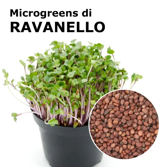 Semi per microgreens – Ravanello China Rose