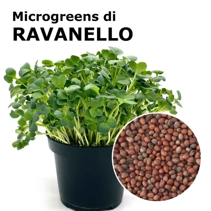 Semi per microgreens – Ravanello Daikon
