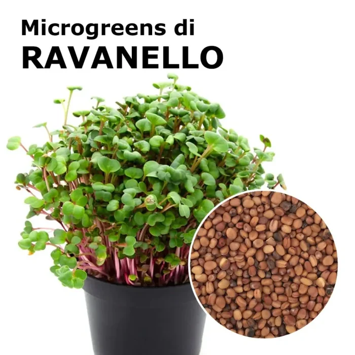 Semi per microgreens – Ravanello Red Rubin