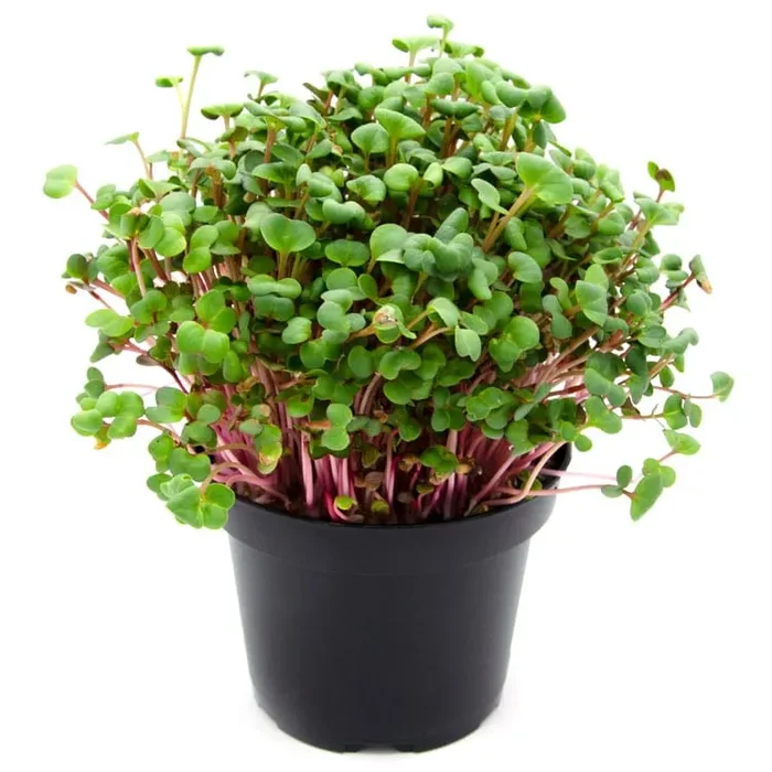 Semi per microgreens – Ravanello Red Rubin - immagine 2