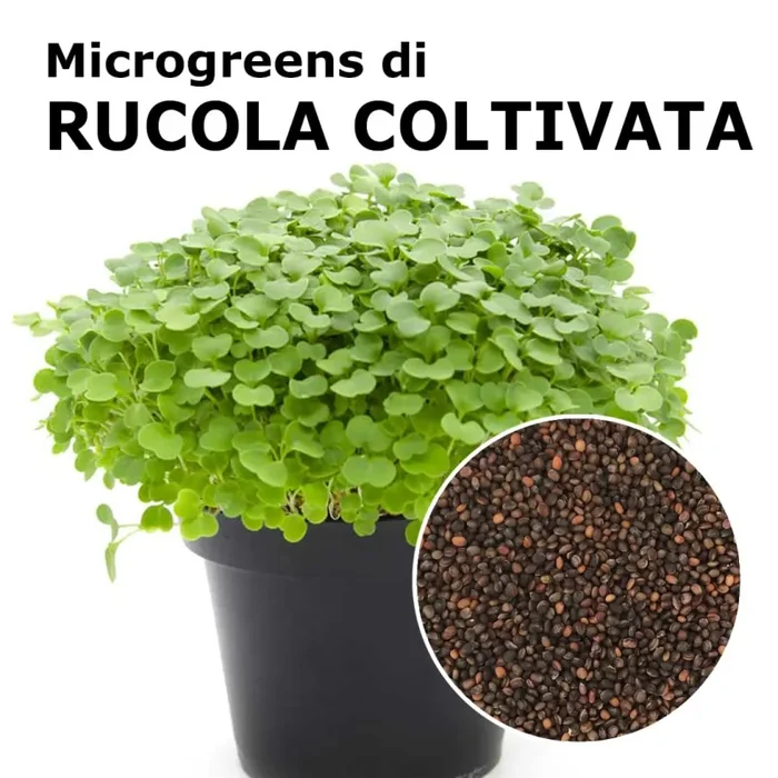 Semi per microgreens – Rucola coltivata Matisse