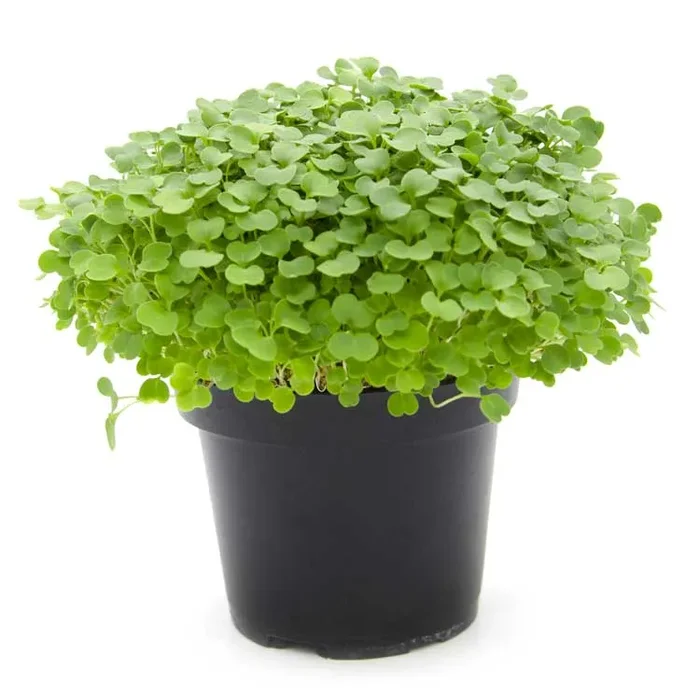 Semi per microgreens – Rucola coltivata Matisse - immagine 2