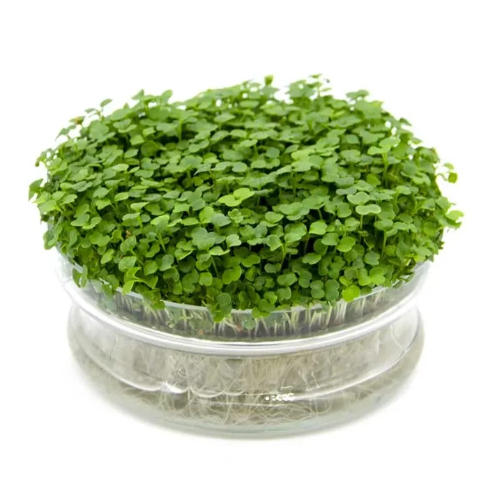 Semi per microgreens – Rucola coltivata Matisse - immagine 3