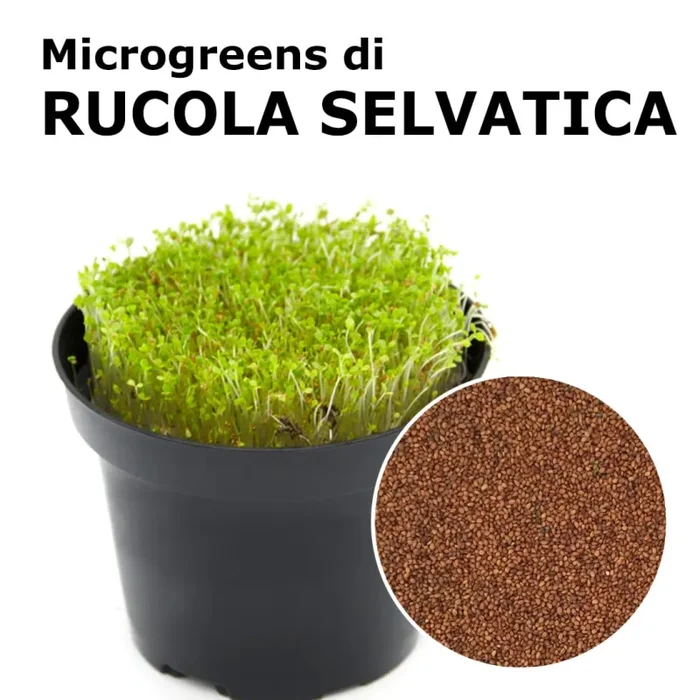 Semi per microgreens – Rucola selvatica Chantico Fornitura