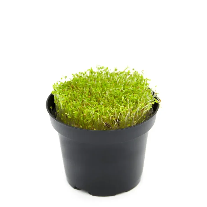 Semi per microgreens – Rucola selvatica Chantico Fornitura - immagine 2