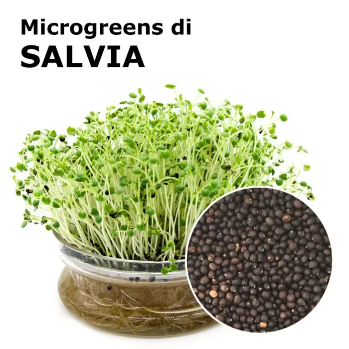 Semi per microgreens – Salvia Bomber Sconti
