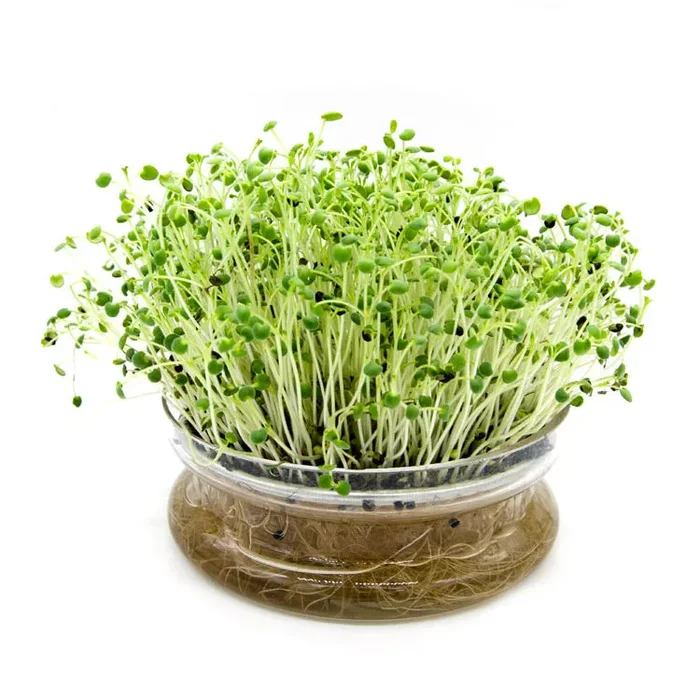 Semi per microgreens – Salvia Bomber Sconti - immagine 2