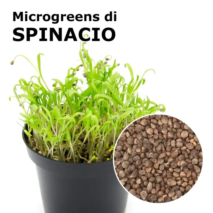 Semi per microgreens – Spinacio Guru